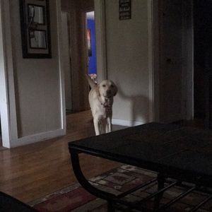 Meet your Posher, Bailey